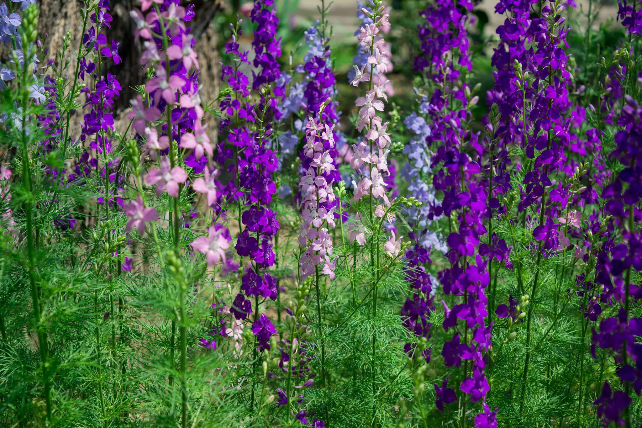 Larkspur